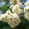 40 WHITE FLOWERING HENNA Tree Lawsonia Inermis var. Alba Dye Plant Tattoo Flower Seeds