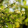 40 WHITE FLOWERING HENNA Tree Lawsonia Inermis var. Alba Dye Plant Tattoo Flower Seeds