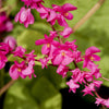 5 CORAL VINE Mexican Creeper Bee Bush Chain of Love Mountain Rose Antigonon Leptopus Bright Pink Climber Ground Cover Flower Seeds