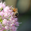 10 MOUSE GARLIC Allium Angulosum Wild Garlic Pink Flower Herb Seeds