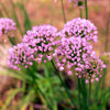 10 MOUSE GARLIC Allium Angulosum Wild Garlic Pink Flower Herb Seeds