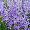 20 Blue LARGE CAMAS Camassia Leichtlinii Quamasia Great Camass Native Flower Seeds