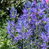 20 Blue LARGE CAMAS Camassia Leichtlinii Quamasia Great Camass Native Flower Seeds