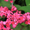 5 CORAL VINE Mexican Creeper Bee Bush Chain of Love Mountain Rose Antigonon Leptopus Bright Pink Climber Ground Cover Flower Seeds
