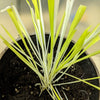 50 VARIEGATED CAT GRASS White & Green Pet Grass Catgrass Triticum Aestivum Barley Seeds