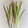 50 VARIEGATED CAT GRASS White & Green Pet Grass Catgrass Triticum Aestivum Barley Seeds