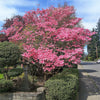 5 PINK FLOWERING DOGWOOD Tree Cornus Florida Rubra Native Ornamental Tree Seeds