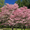 5 PINK FLOWERING DOGWOOD Tree Cornus Florida Rubra Native Ornamental Tree Seeds