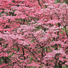 5 PINK FLOWERING DOGWOOD Tree Cornus Florida Rubra Native Ornamental Tree Seeds