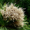 25 BLUE DRACAENA ( Spikes / Broad Leaved Cabbage Tree / Mountain Cabbage ) Cordyline Indivisa Flower Seeds