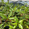 Cas Guava, Costa Rican Guava (Psidium friedrichsthalianum)