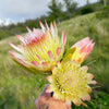 5 SUGARBUSH PROTEA Repens Yellow & Pink Huge Flower Seeds