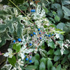 Variegated Porcelain Berry Vine Seeds – Ampelopsis Brevipedunculata Elegans Ampelopsis Glandulosa Amur – photo 7