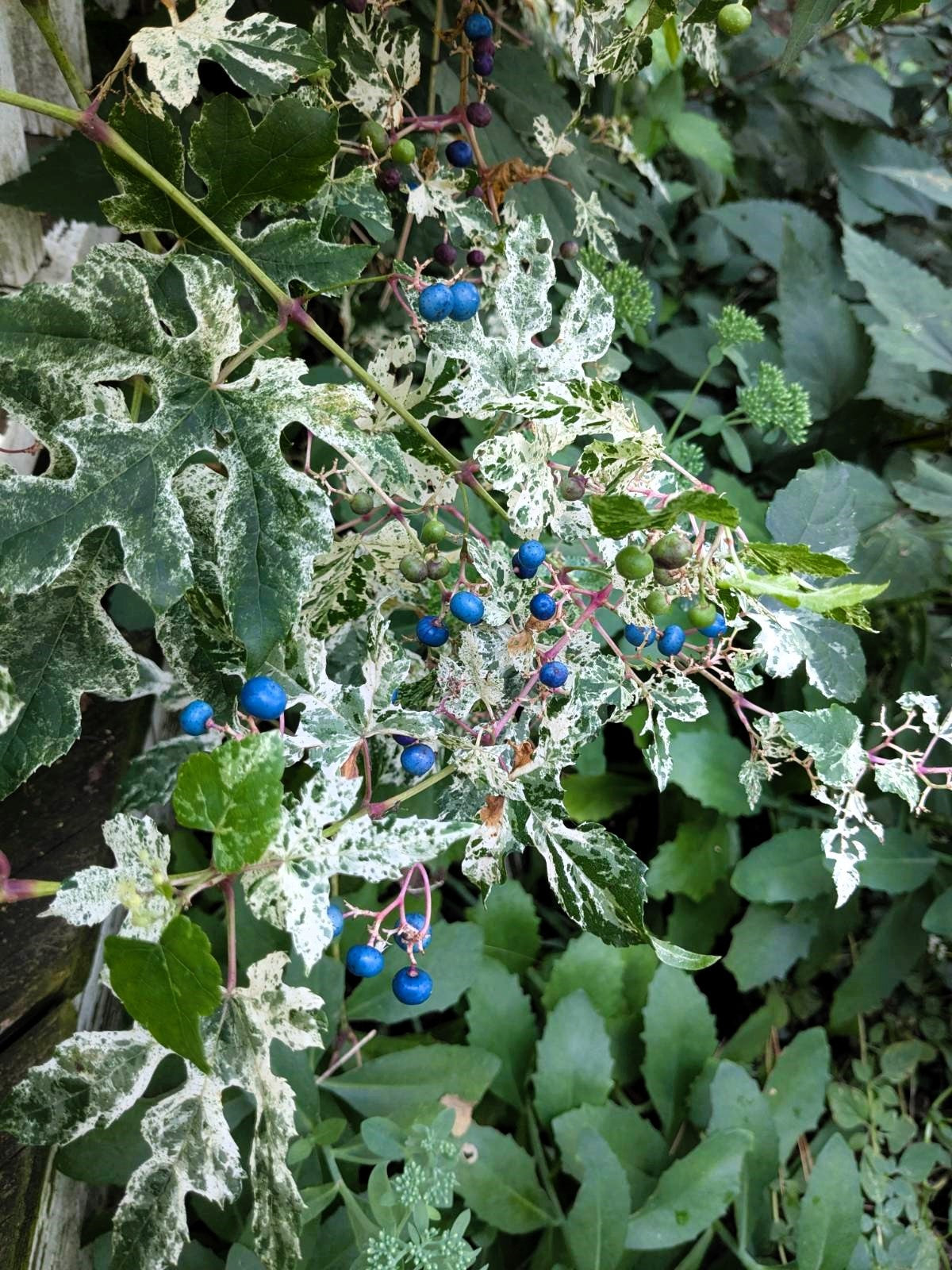 Variegated Porcelain Berry Vine Seeds – Ampelopsis Brevipedunculata Elegans Ampelopsis Glandulosa Amur – photo 7