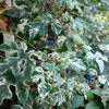 Variegated Porcelain Berry Vine Seeds – Ampelopsis Brevipedunculata Elegans Ampelopsis Glandulosa Amur – photo 6
