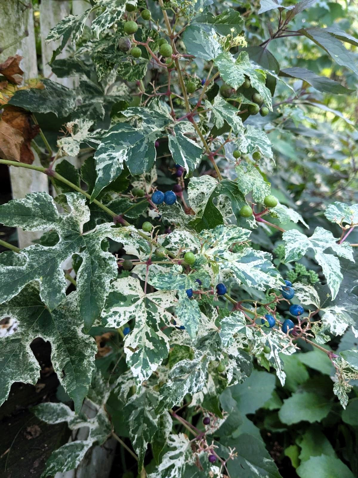 Variegated Porcelain Berry Vine Seeds – Ampelopsis Brevipedunculata Elegans Ampelopsis Glandulosa Amur – photo 6
