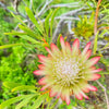 5 SUGARBUSH PROTEA Repens Yellow & Pink Huge Flower Seeds