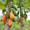 Fast Growing Fruit Tree Bundle: Star Fruit & Papaya