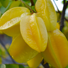 Fast Growing Fruit Tree Bundle: Star Fruit & Papaya