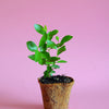 Guava, Strawberry (Psidium cattleianum)
