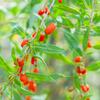 Red Goji Berry (Lycium barbarum)