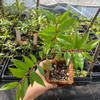 Cas Guava, Costa Rican Guava (Psidium friedrichsthalianum)