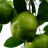 Black Sapote ‘Wilson’ (Diospyros nigra)