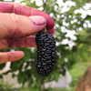 Mulberry 'Shangri La' (Morus alba x rubra)