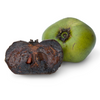Black Sapote ‘Wilson’ (Diospyros nigra)