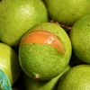 Spanish Lime, Quenepa (Melicoccus bijugatus)