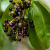 Marlberry (Ardisia squamulosa)