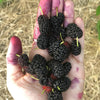 Mulberry 'Shangri La' (Morus alba x rubra)