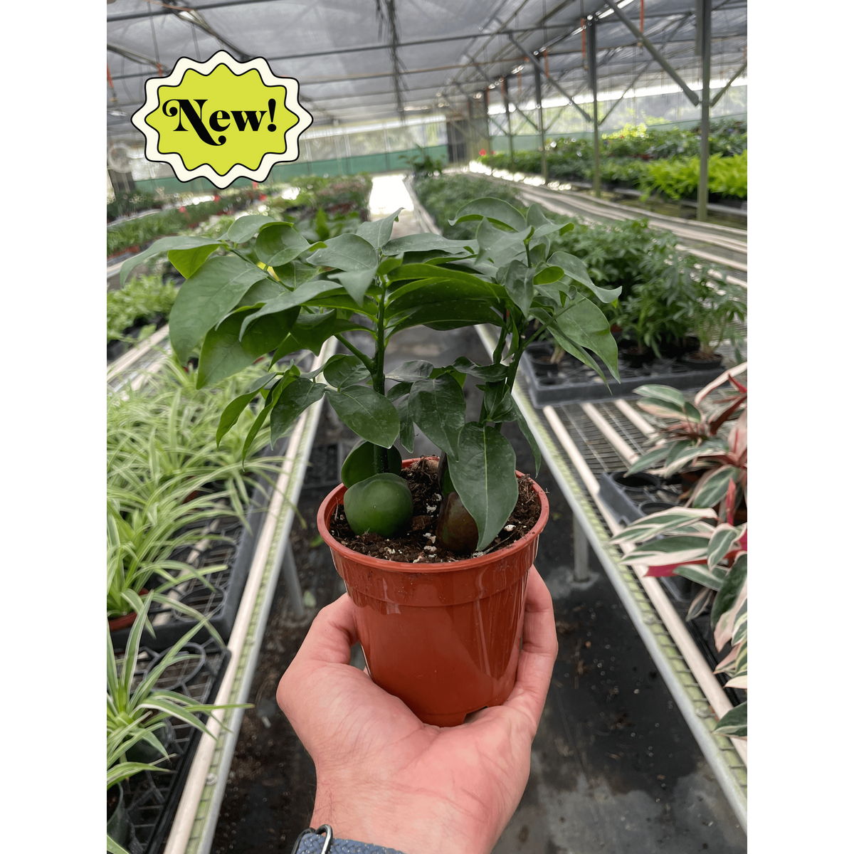 Magic Bean Tree Castanospermum 'Lucky Bean' – The Plant Seed