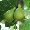 6 pcs Fig Lattarula Italian Honey Fruit Tree Unrooted Cuttings 6-8" - Ficus carica, Sweet Fruit Tree