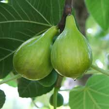 6 pcs Fig Lattarula Italian Honey Fruit Tree Unrooted Cuttings 6-8" - Ficus carica, Sweet Fruit Tree