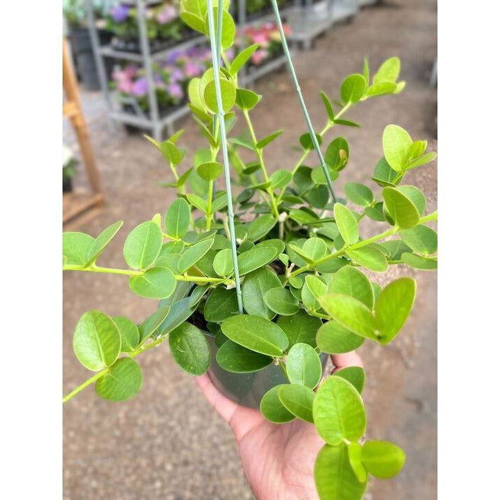 Hoya Cumingiana
