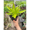 Philodendron 'Calkins Gold'
