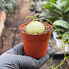 Climbing Onion