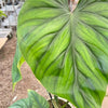 Philodendron PlowManii