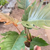 Philodendron Caramel Pluto