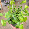 Hoya Cumingiana