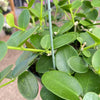 Hoya Cumingiana