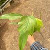 Philodendron Mayoi