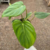 Philodendron 'Mcdowell'