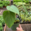 Philodendron 'Mcdowell'