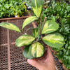 Hoya Obovata Reverse