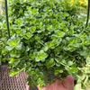 Peperomia Deppeana