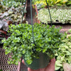 Peperomia Deppeana