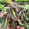 Begonia 'Striped'