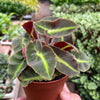 Begonia 'Striped'